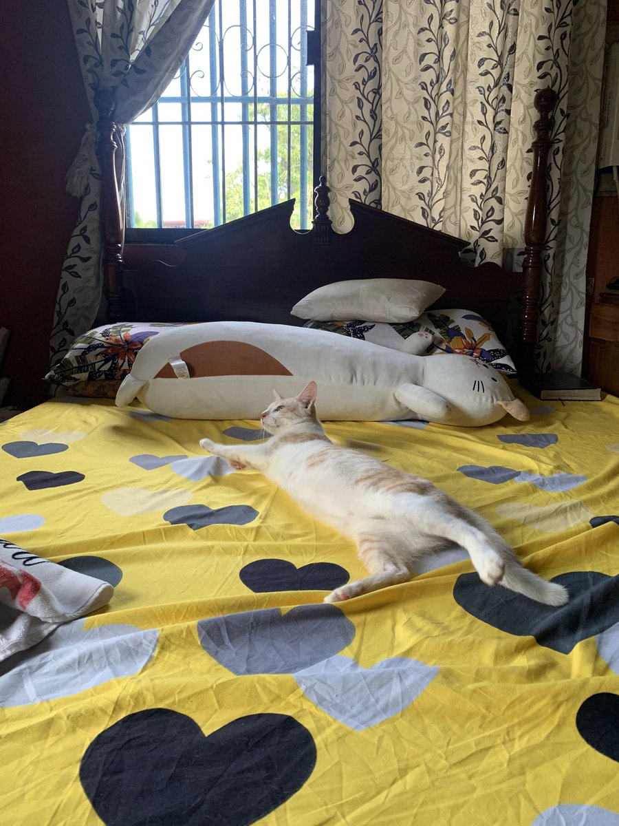 heymindreader's tweet photo. @AriannJS Here are my bembems!!!! They turned 1 this month. Rescued them last year when they were abandoned near our house 🥹 https://t.co/Afm8Xy4IPh