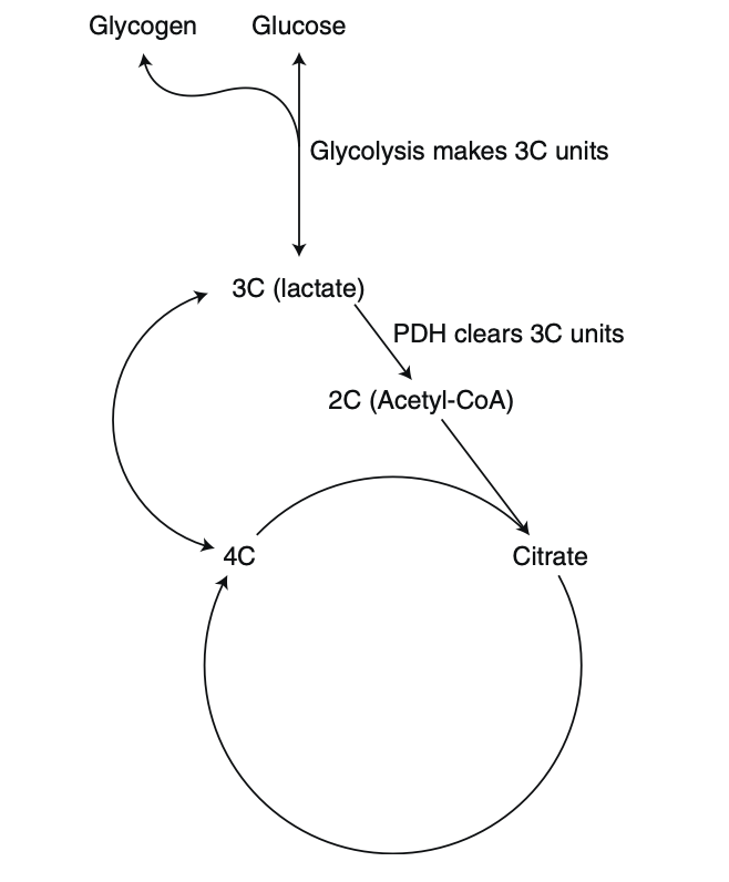 jack_schroder_'s tweet photo. Referring to lactate as a "waste product" oversimplifies its importance.

It acts as a redox buffer, a deuterium-depleted energy substrate, and can be produced by certain tissues, then circulates, and then feeds into other tissues (including your gut microbiome).

Lactate (made via pyruvate reduction) is a redox buffer, allowing cells to regenerate NAD+, offload excess protons/electrons, and maintain glycolytic flux even under hypoxic/mitochondrial dysfunctional conditions.

Lactate gains 2 electrons and 2 protons via NADH + H+ in the reaction lactate dehydrogenase (LDH). This keeps NAD+ levels low in the cytosol to allow for glycolysis to continue running, and SIRT1 to control DNA repair and inflammation.

Excess electrons/protons (from NADH) can be shipped as lactate to tissues that can oxidize them.

Lactate also undergoes 'histone lactylation', which also plays a role in epigenetic signalling and gene expression.

I think this is why combining cognitive tasks with physical activity can be a powerful synergy (eg., learn/read for a few hours, then do HIIT)

Lactate produced by muscle can cross the blood-brain barrier, buffer redox stress, fuel neurons TCA cycle/ETC (which can then make acetylcholine, glutamate, GABA), raise neurotrophic factors like BDNF, and even potentially increase neurotransmitters like serotonin and dopamine.

This add nuances to tests like the pyruvate/lactate ratio on an OAT.

Is it only going to reflect systemic mitochondrial capacity/hypoxic states? Or is it more specific around a certain tissue?