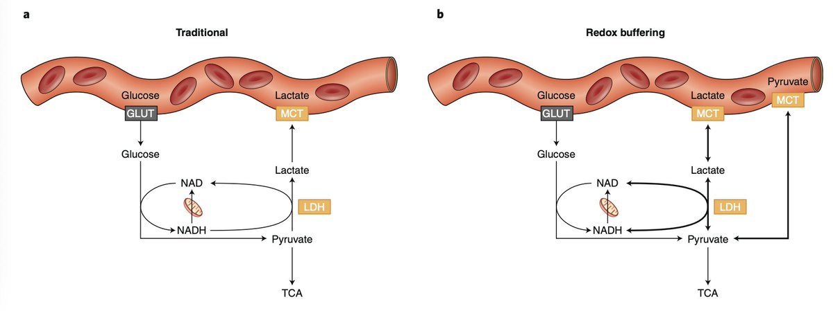 jack_schroder_'s tweet photo. Referring to lactate as a "waste product" oversimplifies its importance.

It acts as a redox buffer, a deuterium-depleted energy substrate, and can be produced by certain tissues, then circulates, and then feeds into other tissues (including your gut microbiome).

Lactate (made via pyruvate reduction) is a redox buffer, allowing cells to regenerate NAD+, offload excess protons/electrons, and maintain glycolytic flux even under hypoxic/mitochondrial dysfunctional conditions.

Lactate gains 2 electrons and 2 protons via NADH + H+ in the reaction lactate dehydrogenase (LDH). This keeps NAD+ levels low in the cytosol to allow for glycolysis to continue running, and SIRT1 to control DNA repair and inflammation.

Excess electrons/protons (from NADH) can be shipped as lactate to tissues that can oxidize them.

Lactate also undergoes 'histone lactylation', which also plays a role in epigenetic signalling and gene expression.

I think this is why combining cognitive tasks with physical activity can be a powerful synergy (eg., learn/read for a few hours, then do HIIT)

Lactate produced by muscle can cross the blood-brain barrier, buffer redox stress, fuel neurons TCA cycle/ETC (which can then make acetylcholine, glutamate, GABA), raise neurotrophic factors like BDNF, and even potentially increase neurotransmitters like serotonin and dopamine.

This add nuances to tests like the pyruvate/lactate ratio on an OAT.

Is it only going to reflect systemic mitochondrial capacity/hypoxic states? Or is it more specific around a certain tissue?