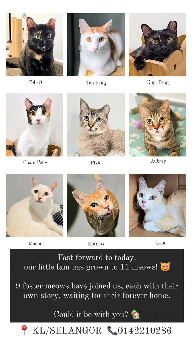 Stocking and Mocha (@stockingmocha) on Twitter photo Fast forward to today, we have total 11 meows. 9 of which are our foster meows waiting for their forever home. Could it be with you?
<a href="/adibahhanun/">Adyb</a> <a href="/cats_rehome/">Kucing Terbuang</a> <a href="/dyannesweet/">Dyanne</a> <a href="/fourmeows1/">fourmeows</a> <a href="/itsybitsymin/">min min 🐱</a> <a href="/izzyumi/">izzy</a> <a href="/LindaElleHafiza/">linda.elle.hafiza 🇲🇾</a> <a href="/samantha_cavill/">Samantha Cavill</a> <a href="/tattyhassan/">Tatty H.</a> <a href="/yemmeow/">emma</a> <a href="/SoniaHoran__/">🍓</a> Fast forward to today, we have total 11 meows. 9 of which are our foster meows waiting for their forever home. Could it be with you?
<a href="/adibahhanun/">Adyb</a> <a href="/cats_rehome/">Kucing Terbuang</a> <a href="/dyannesweet/">Dyanne</a> <a href="/fourmeows1/">fourmeows</a> <a href="/itsybitsymin/">min min 🐱</a> <a href="/izzyumi/">izzy</a> <a href="/LindaElleHafiza/">linda.elle.hafiza 🇲🇾</a> <a href="/samantha_cavill/">Samantha Cavill</a> <a href="/tattyhassan/">Tatty H.</a> <a href="/yemmeow/">emma</a> <a href="/SoniaHoran__/">🍓</a>
