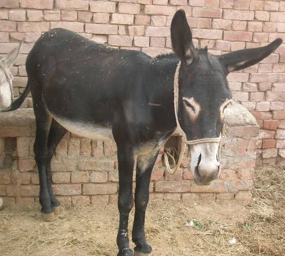 आज इसका जन्मदिन है