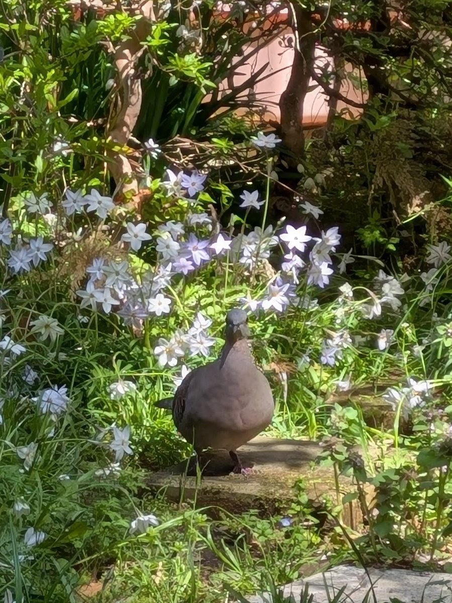 sawakoaraki's tweet photo. 今年4月の画像ですが、庭で鳩がくつろいでいたので撮影したらファンタジーの世界みたいになったので記念にあげてみました
今更ですがこの場所にドールを置いて撮ってもよかったかな https://t.co/CKUowjAsxt