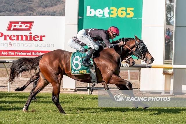 Two runners at Moe Racing Club today for the team 🏇🏼
Best of luck to connections!

R5H7 Telescope R McLeod 60kg
R9H9 Miss Tramell R McLeod 58kg