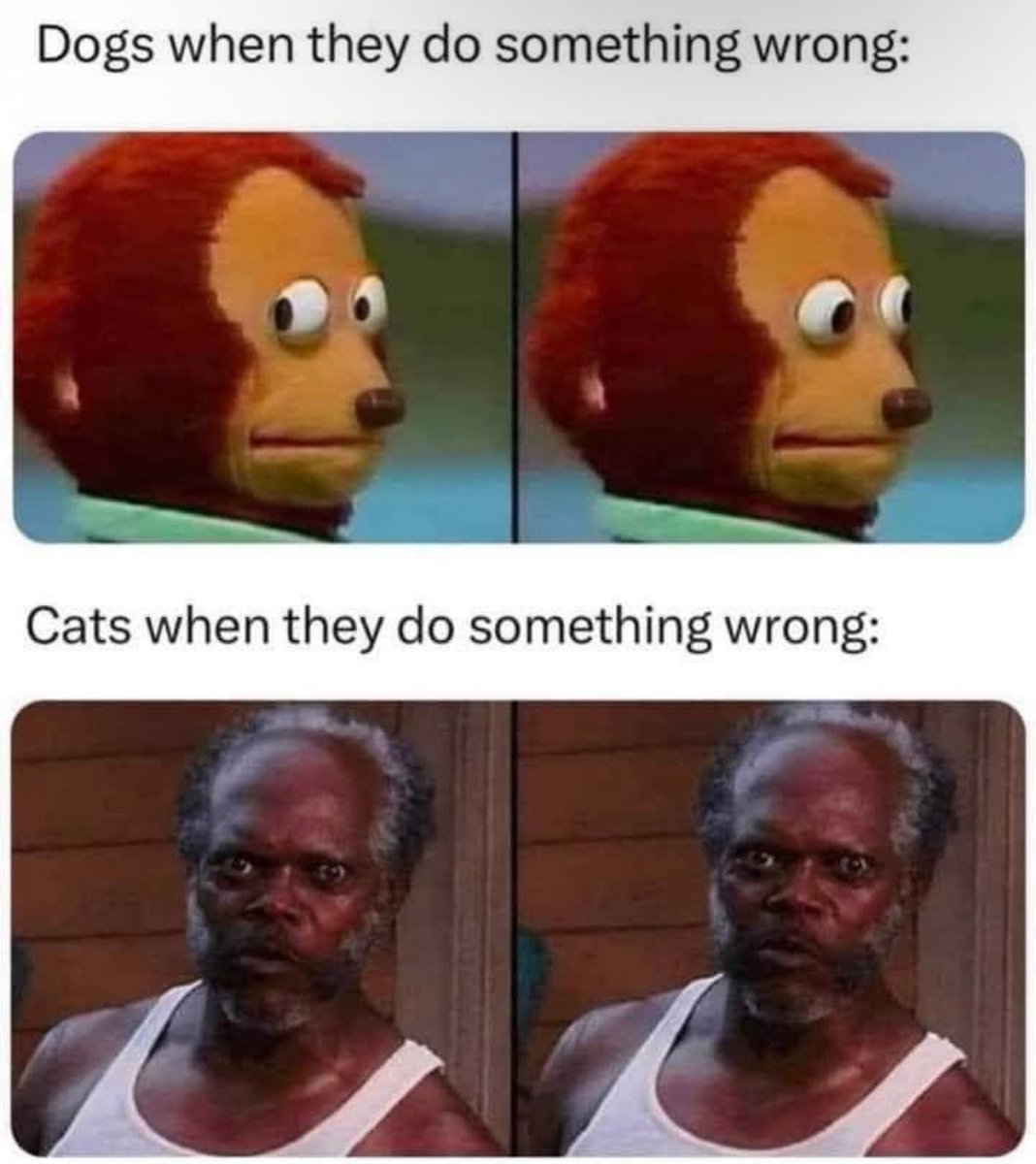 Respectful Memes tweet media