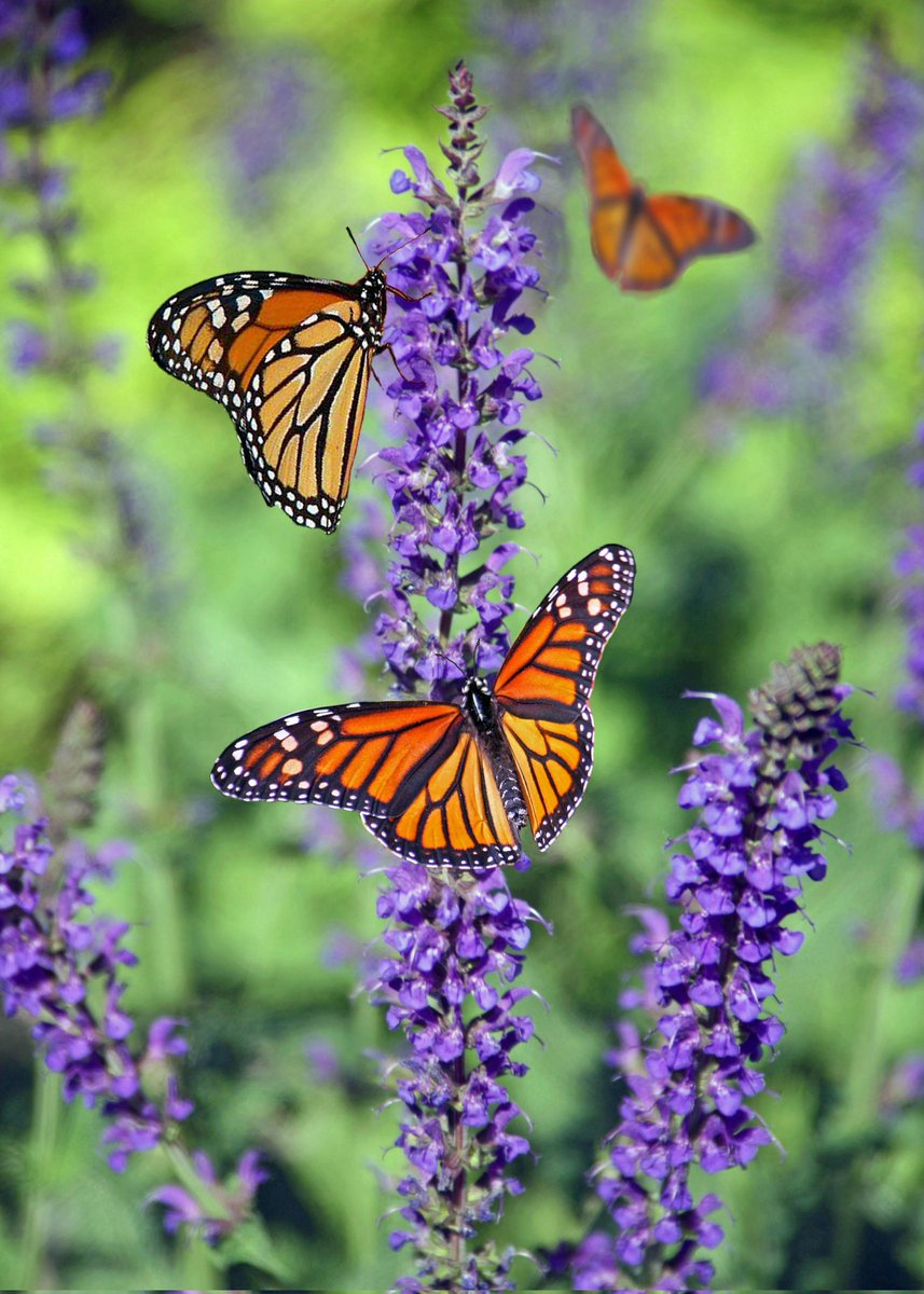 Monarch butterflies on meadow sage during their summer migration from Mexico towards northern US and southern Canada 🦋 🇲🇽 🇺🇸 🇨🇦