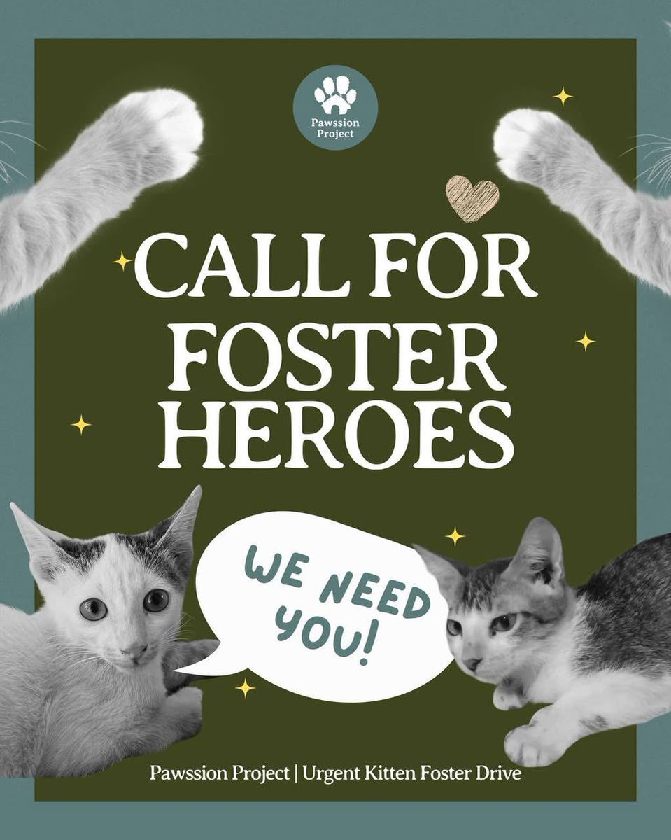 pawssionproject's tweet photo. Every day, more and more kittens come in. Some orphaned, some too young and fragile to survive in a shelter. Without fosters, many of them won’t make it. Fostering, even for a short time, can mean the difference between life and loss. 🧵 https://t.co/Azknu8JU5m