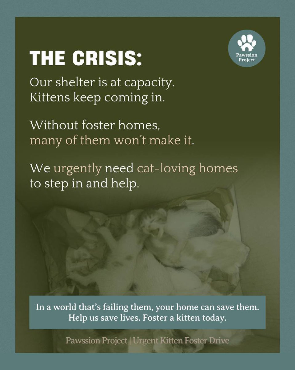 pawssionproject's tweet photo. Every day, more and more kittens come in. Some orphaned, some too young and fragile to survive in a shelter. Without fosters, many of them won’t make it. Fostering, even for a short time, can mean the difference between life and loss. 🧵 https://t.co/Azknu8JU5m