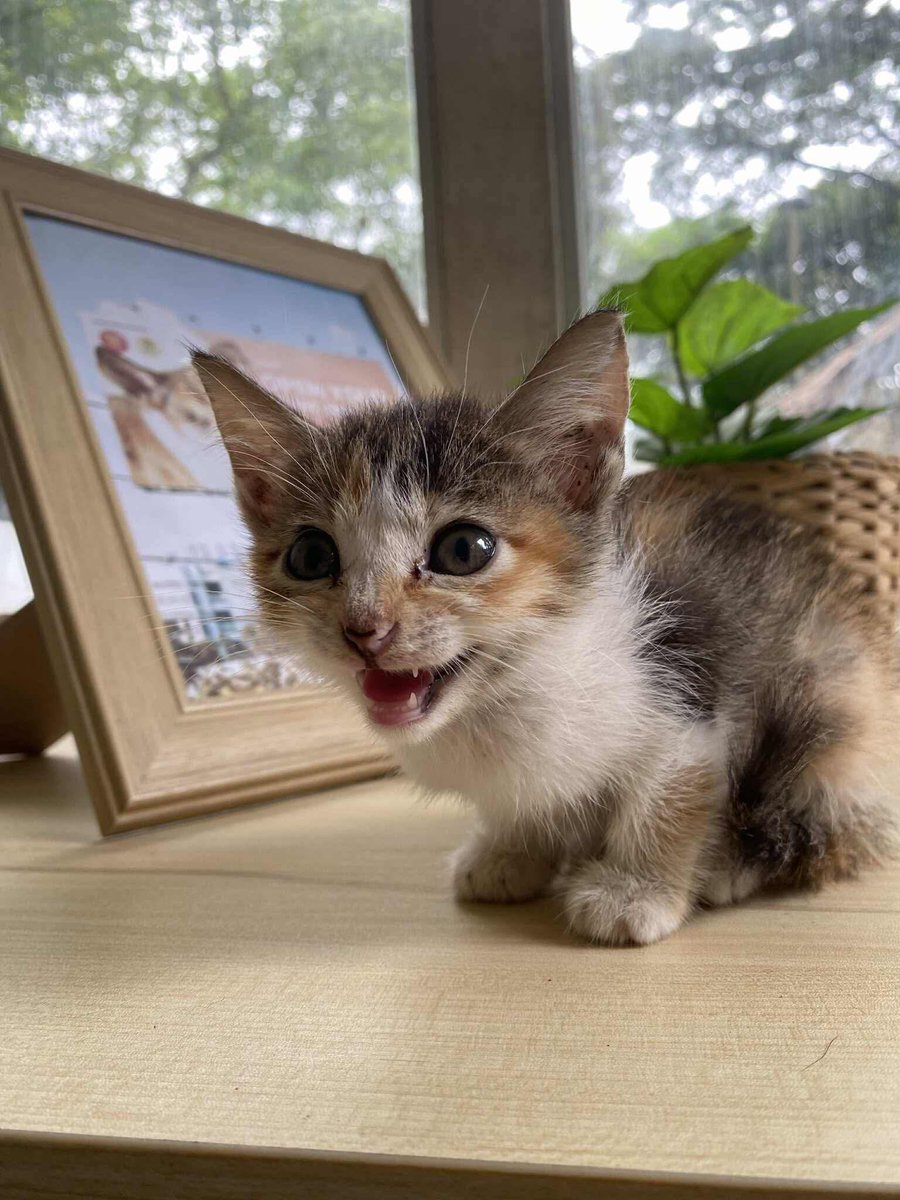 pawssionproject's tweet photo. Be a bridge. Become a foster.
Fill out the form now: https/tinyurl.com/PawssionProjectFoster
If you cannot foster and have the means to sponsor a foster, you may also do so. Message us or e-mail us at info@pawssionproject.org if you would like to sponsor a foster. https://t.co/Vd9hPk7Gg5