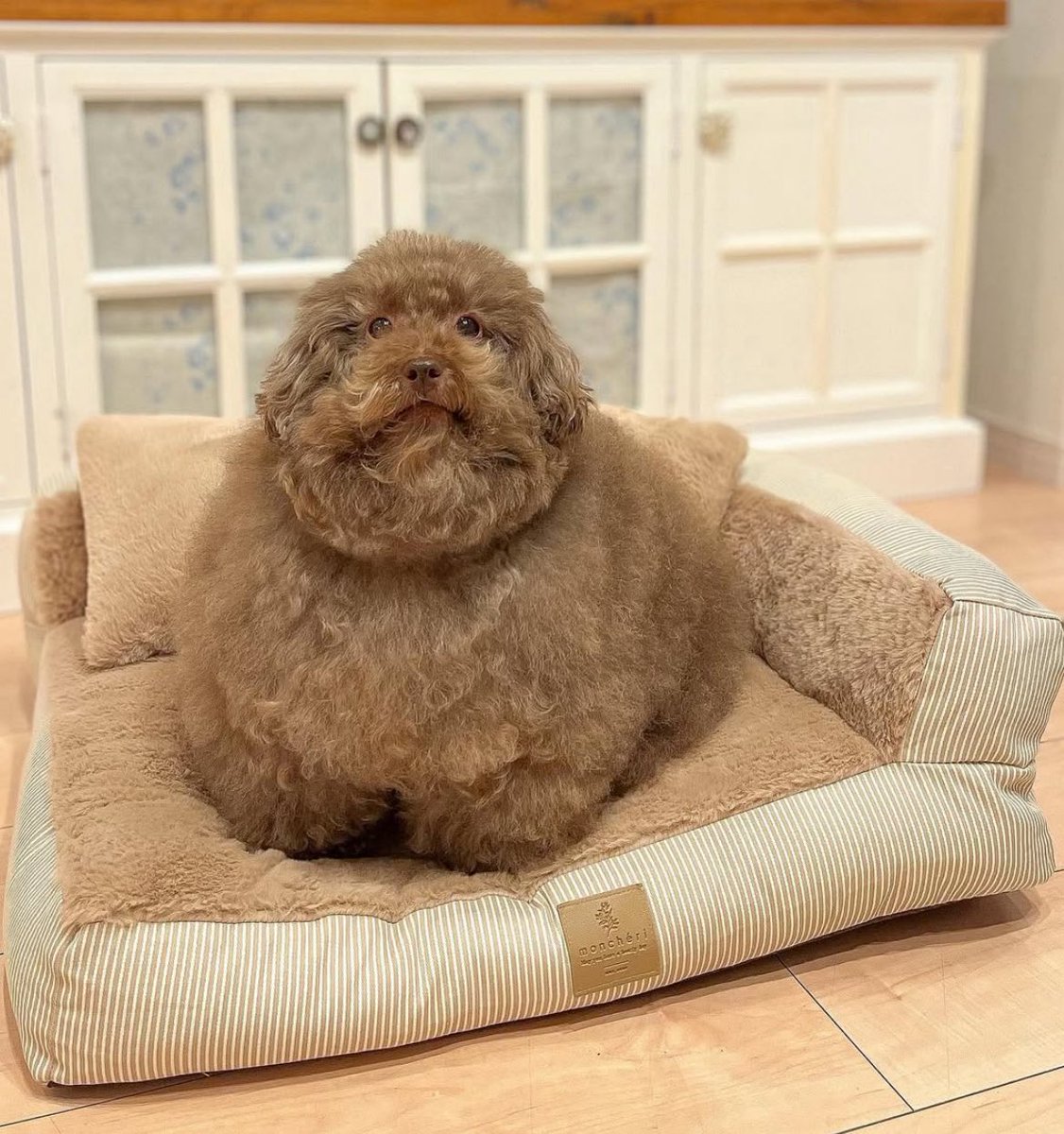 Good morning! $MOHU had the coziest sleep on this fluffy sofa bed. 🛌🐻