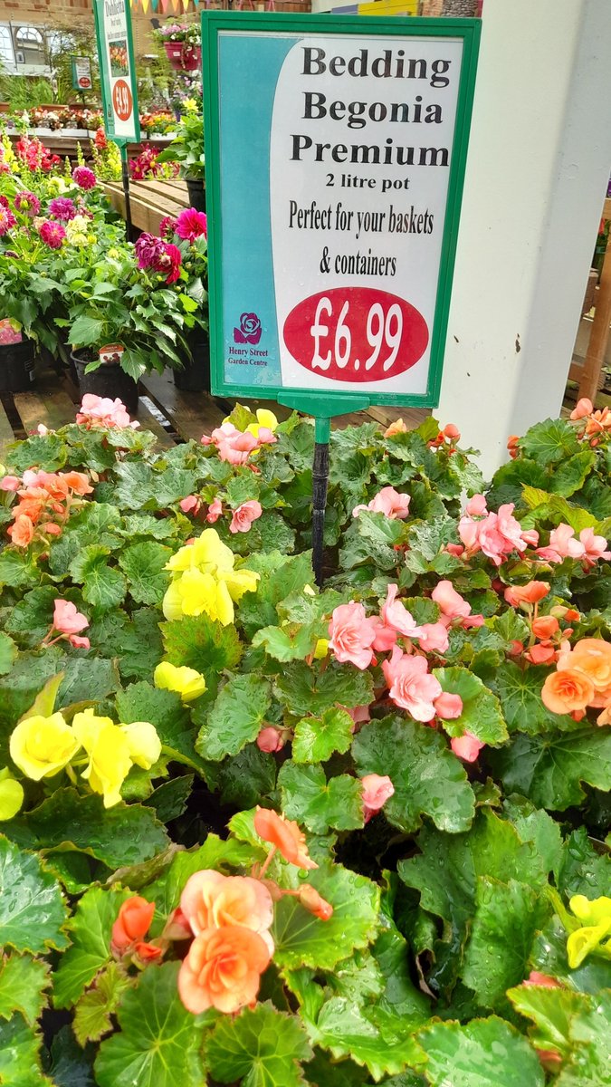 HenryStreetGC's tweet photo. Still lots of colour in the plant area. Great for instant colour if you're having friends over or a BBQ. Don't forget the shop &amp; Restaurant are nice and cool if you need a break from the heat (the air con is enjoying the CO2 free solar electricity!) https://t.co/KxySjLoa5h