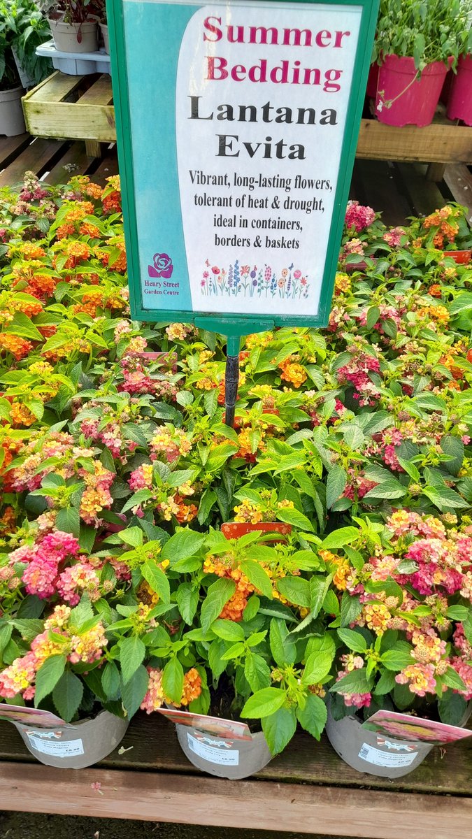 HenryStreetGC's tweet photo. Still lots of colour in the plant area. Great for instant colour if you're having friends over or a BBQ. Don't forget the shop &amp; Restaurant are nice and cool if you need a break from the heat (the air con is enjoying the CO2 free solar electricity!) https://t.co/KxySjLoa5h