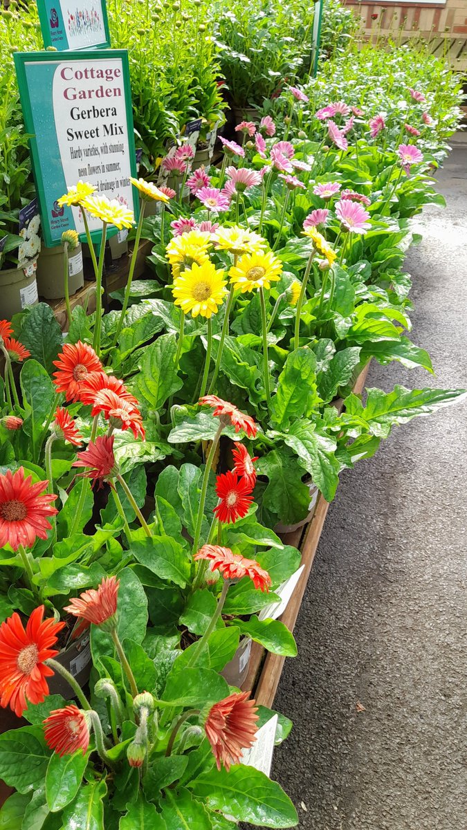 Still lots of colour in the plant area. Great for instant colour if you're having friends over or a BBQ. Don't forget the shop &amp; Restaurant are nice and cool if you need a break from the heat (the air con is enjoying the CO2 free solar electricity!)
