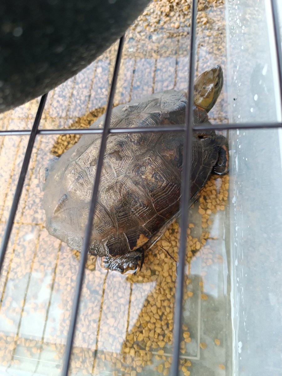 なんか亀まで我が家に来たんですけど〜ꉂ🤣𐤔
うちの前歩いてたらしい(￣▽￣;)
外来種ではなさそうなので安全な所を探して放流したいが…迷子とかの可能性あってもなので一時保護😵
 #亀
