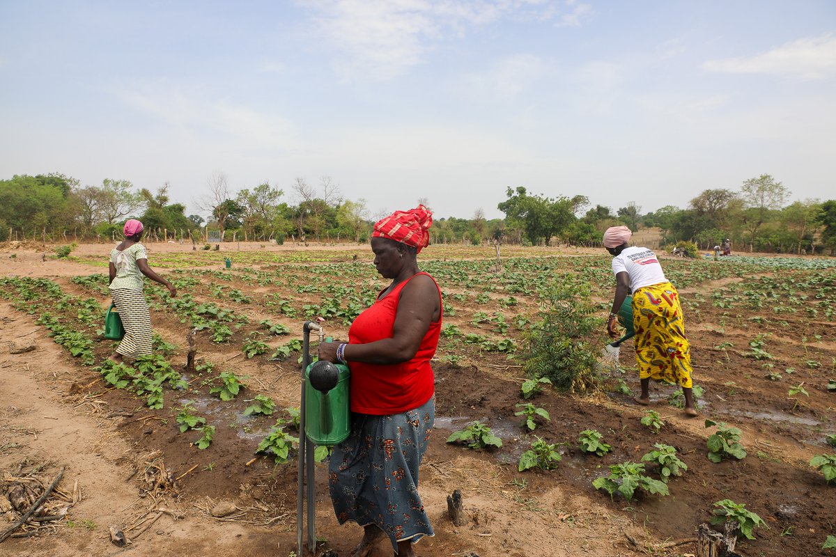 WFP_Cotedivoire's tweet image. Alors que les pluies s’intensifient dans le sud 🇨🇮, le nord fait face à des conditions moins favorables à l’agriculture pluviale.
🌾Grâce au soutien du @theGCF, @WFP_Cotedivoire et le @GouvCIOfficiel renforcent les capacités des communautés rurales à mieux faire face à ces défis.