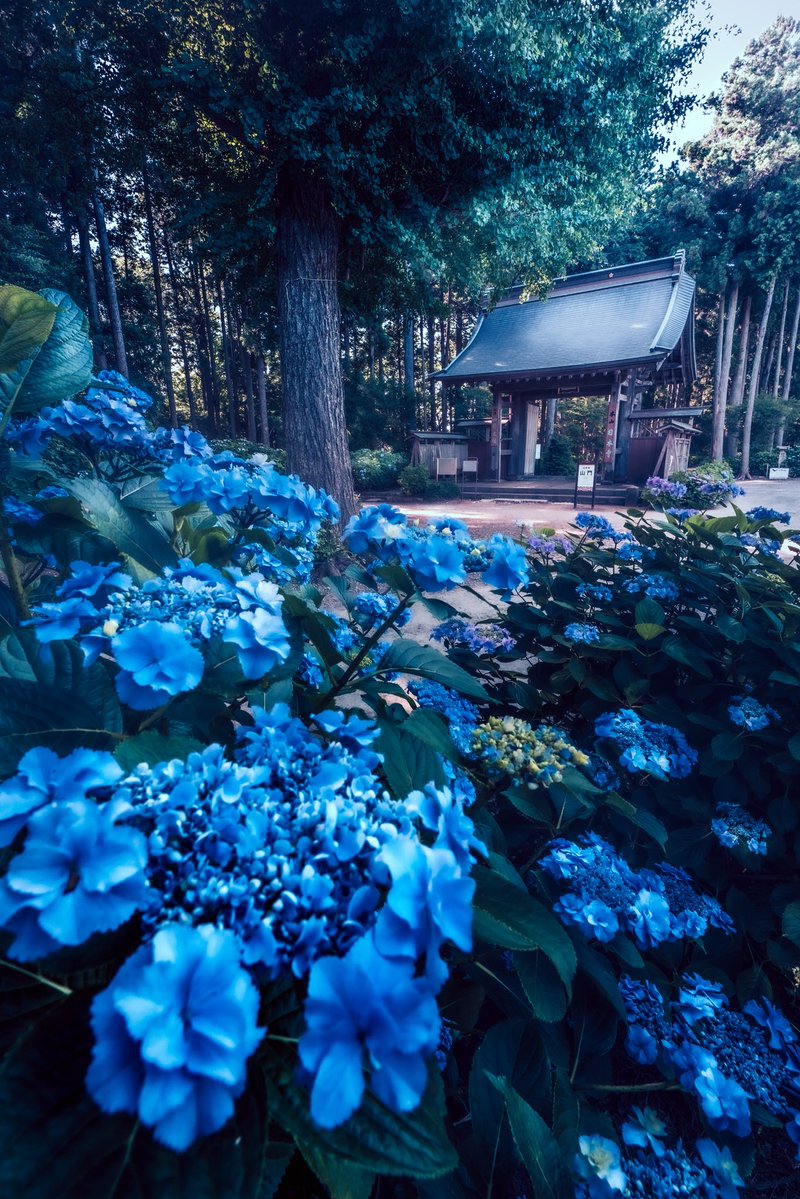 千葉にある日本寺が紫陽花の楽園だった。