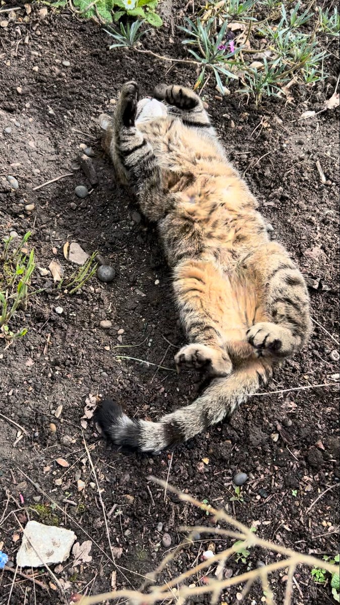 🇺🇦 Jackie (& Hari 😺) Stephen (@hazikat) on Twitter photo 😺Day 2 of #RickysWalkies & another chance to get your furry/scaly/feathery face on Ricky’s Pet Walk of Fame.
This is me as a stunt double when Brad Pitt fainted on set.
Let’s see your best efforts furrends for Mr G <a href="/rickygervais/">Ricky Gervais</a> #Hari #CatsofX #Cats #Hedgewatch #Tabby 😺Day 2 of #RickysWalkies & another chance to get your furry/scaly/feathery face on Ricky’s Pet Walk of Fame.
This is me as a stunt double when Brad Pitt fainted on set.
Let’s see your best efforts furrends for Mr G <a href="/rickygervais/">Ricky Gervais</a> #Hari #CatsofX #Cats #Hedgewatch #Tabby