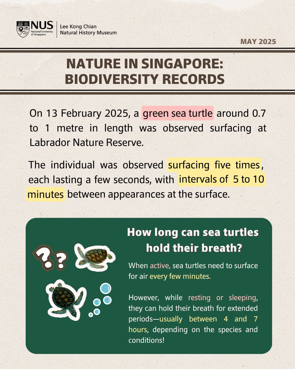 lkcnhm's tweet image. [NiS BioD Records] Green sea turtle sighted at Labrador Nature Reserve! 
 
🔗 Read more in our latest #biodiversity records: lkcnhm.nus.edu.sg/publications/n…