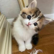 pmay_5's tweet photo. @LaunchOnPump $KITTEN + Kitten https://t.co/GgVUYsJHvq