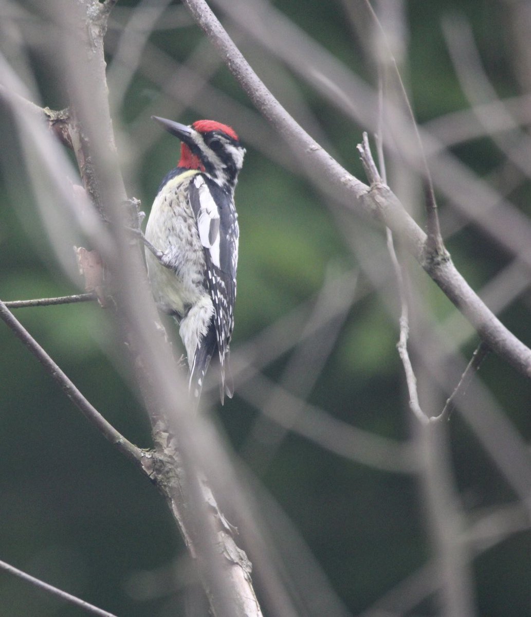 CatharineYogi's tweet photo. A visit from a Yellow Bellied Sapsucker, looking almost thoughtful! Beautiful markings and lovely red β€οΈ #woodpecker #sapsucker #yellowbelliedsapsucker #birds #birdphotography #BirdTwitter #BirdsofTwitter #TwitterNaturePhotography #TwitterNatureCommunity β€οΈ https://t.co/b3c5gutj34