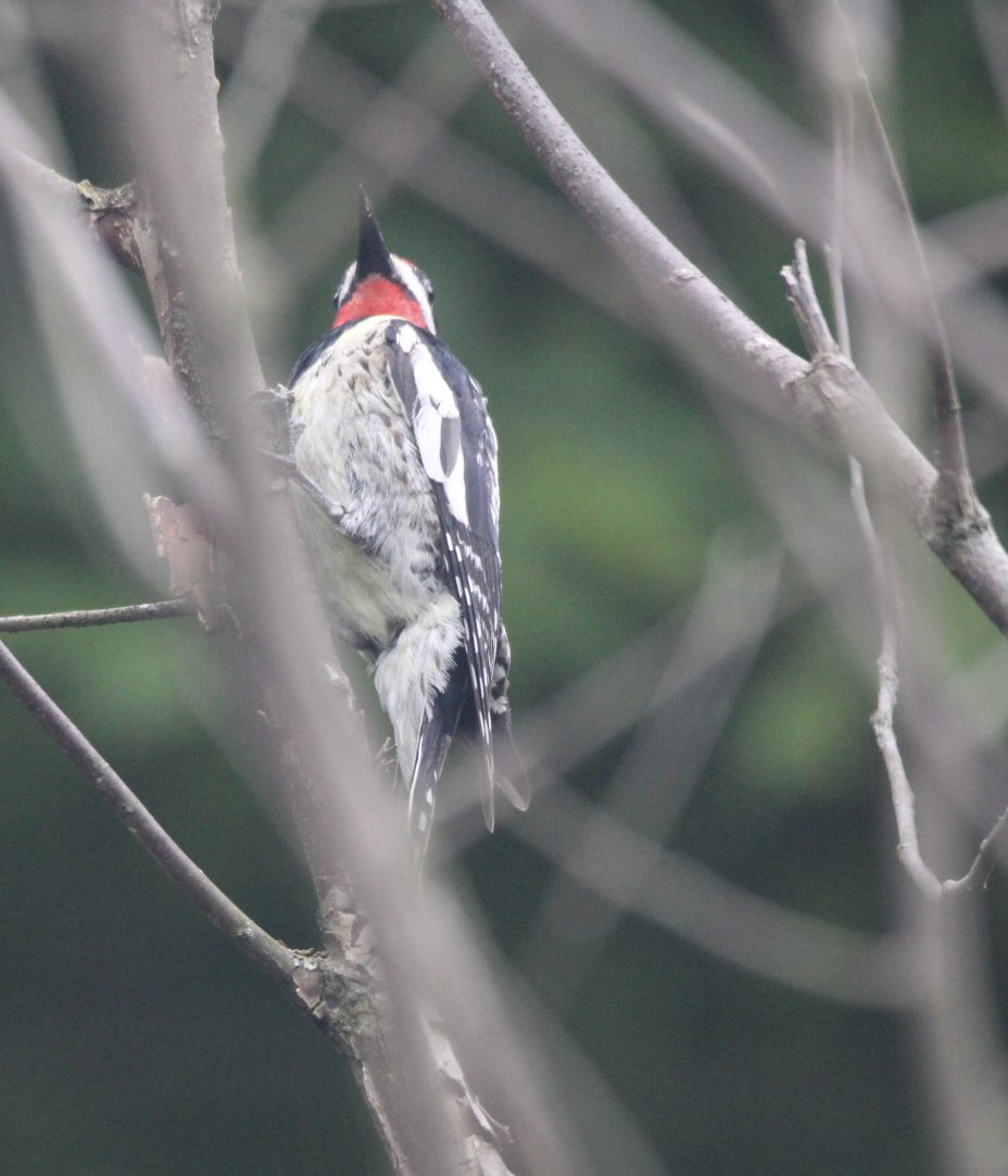 CatharineYogi's tweet photo. A visit from a Yellow Bellied Sapsucker, looking almost thoughtful! Beautiful markings and lovely red β€οΈ #woodpecker #sapsucker #yellowbelliedsapsucker #birds #birdphotography #BirdTwitter #BirdsofTwitter #TwitterNaturePhotography #TwitterNatureCommunity β€οΈ https://t.co/b3c5gutj34