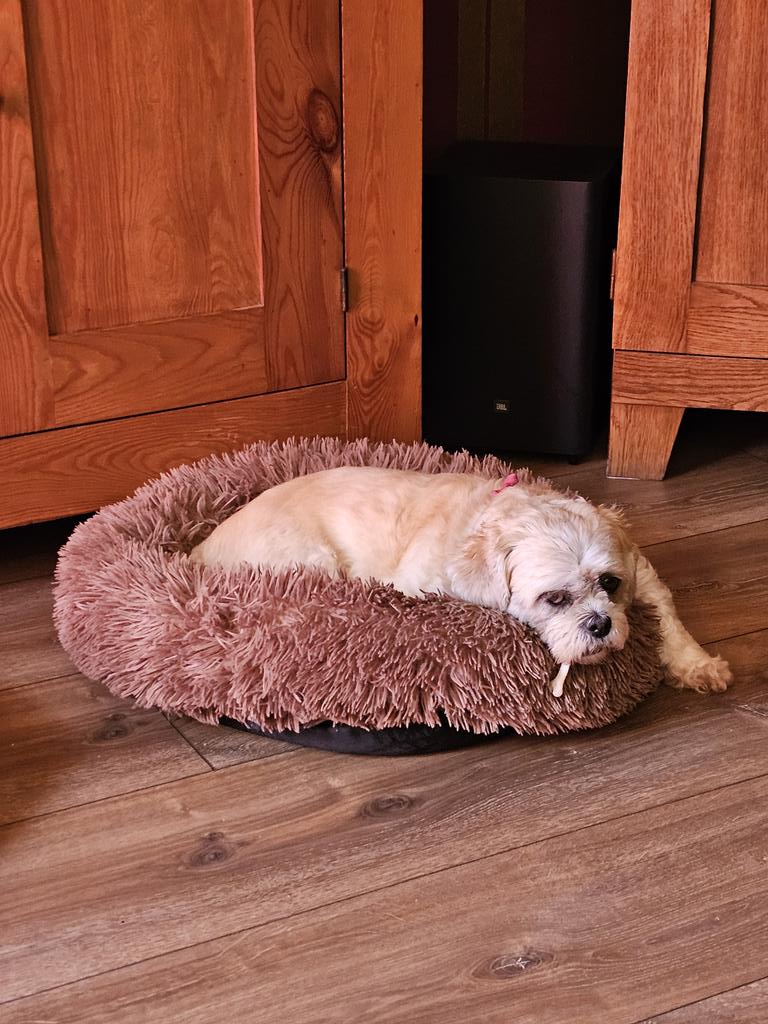 ๐๐๐๐๐๐ฆ๐ ๐๐๐๐เผ (@silable) on Twitter photo Er begint langzaam weer wat leven te komen in Molly. Wat een drama is het als je hond pijn heeft. Blij dat ze nu weer meer achter me aan loopt en wat meer interesse in de omgeving heeft. Ze lag vaak onder de bank ook. Nooit meer in het badje wassen. Goede les geweest voor mij. ๐ฅบ Er begint langzaam weer wat leven te komen in Molly. Wat een drama is het als je hond pijn heeft. Blij dat ze nu weer meer achter me aan loopt en wat meer interesse in de omgeving heeft. Ze lag vaak onder de bank ook. Nooit meer in het badje wassen. Goede les geweest voor mij. ๐ฅบ