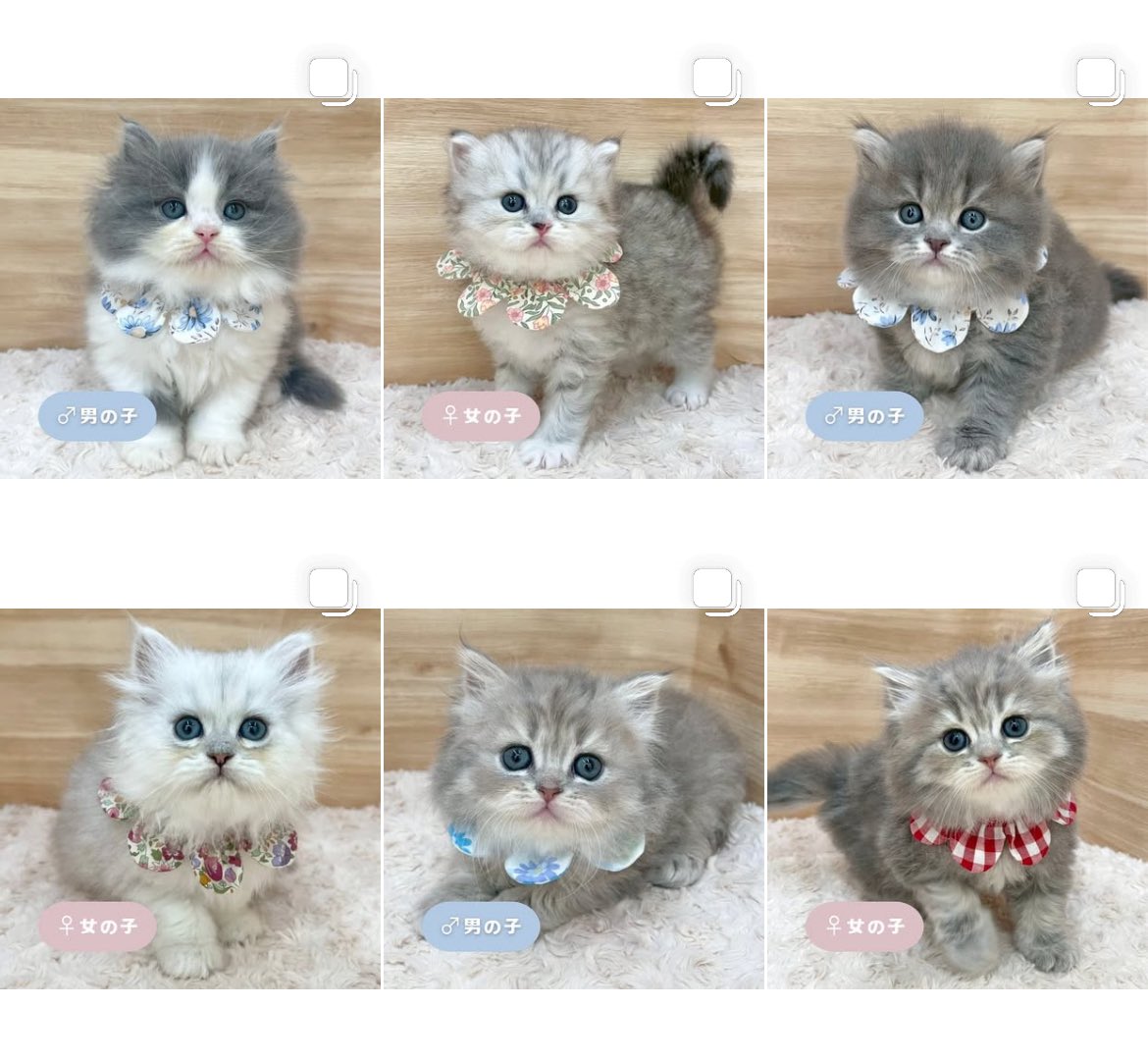 ð«§ æç¥ã®ç«ã¡ããå°éïŸïŸïŸïœ°ïŸïŸïœ° ð«§ (æ ª)LEGARE (@legaremeow) on Twitter photo ããã«ã¡ã¯âïž
ã
€
â«ïžInstagramïŒåç«ã¡ããäžèЧïŒ
â«ïžã¿ããªã®åç«ããªãŒããŒ
ã
€
æŽæ°ããŸããâ
ã
€
ãããããããã£ãŒã«ã®ãªã³ã¯ããã¢ã¯ã»ã¹ãã§ããŸãã®ã§ïœ€ãã²ã確èªãã ããð±ð¿
#ç«å¥œããããšç¹ãããã
#ç« #ãã
#ç«ã®ããæ®ãã ããã«ã¡ã¯âïž
ã
€
â«ïžInstagramïŒåç«ã¡ããäžèЧïŒ
â«ïžã¿ããªã®åç«ããªãŒããŒ
ã
€
æŽæ°ããŸããâ
ã
€
ãããããããã£ãŒã«ã®ãªã³ã¯ããã¢ã¯ã»ã¹ãã§ããŸãã®ã§ïœ€ãã²ã確èªãã ããð±ð¿
#ç«å¥œããããšç¹ãããã
#ç« #ãã
#ç«ã®ããæ®ãã