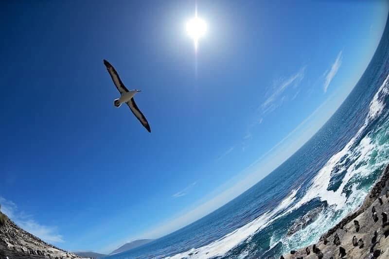 CraigJones17's tweet image. #WorldAlbatrossDay, today we celebrate one of the world’s most beautiful birds.
There are 22 species of albatross that share a certain charm, with undeniably unique personalities. @B_Strawbridge @StephenMoss_TV @GlobalBirdfair @FI_Conservation @Natures_Voice @GlobalBirdfair