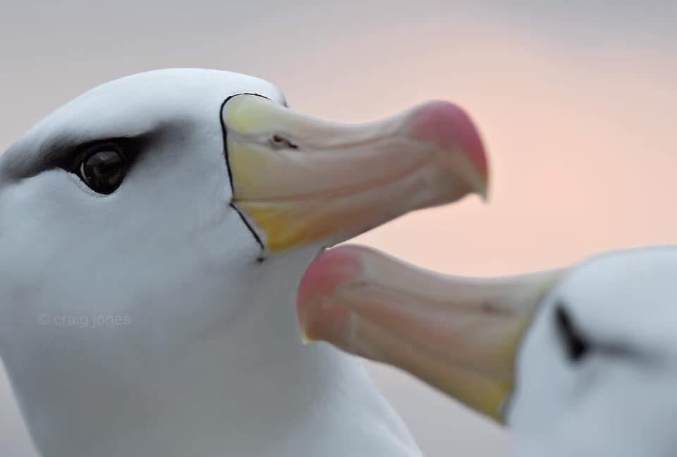 CraigJones17's tweet image. #WorldAlbatrossDay, today we celebrate one of the world’s most beautiful birds.
There are 22 species of albatross that share a certain charm, with undeniably unique personalities. @B_Strawbridge @StephenMoss_TV @GlobalBirdfair @FI_Conservation @Natures_Voice @GlobalBirdfair