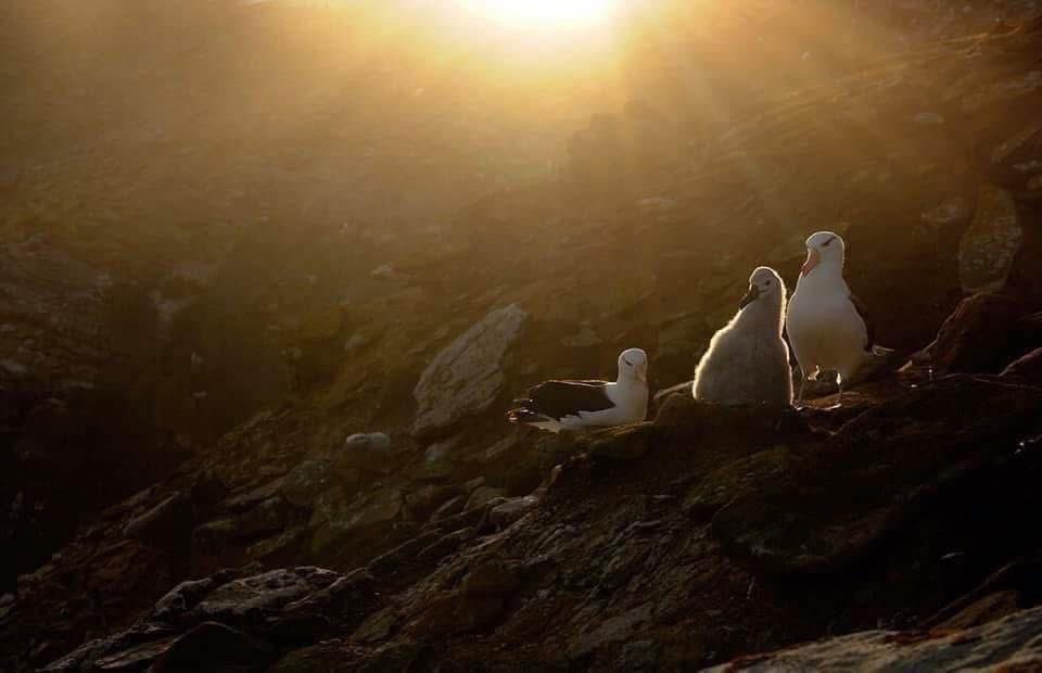 CraigJones17's tweet image. #WorldAlbatrossDay, today we celebrate one of the world’s most beautiful birds.
There are 22 species of albatross that share a certain charm, with undeniably unique personalities. @B_Strawbridge @StephenMoss_TV @GlobalBirdfair @FI_Conservation @Natures_Voice @GlobalBirdfair