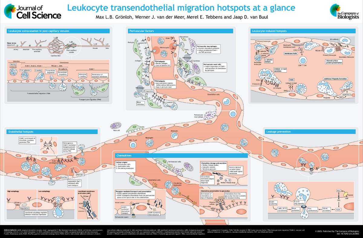 In their Cell Science at a Glance article and accompanying poster, Max Grönloh, Werner van der Meer, Merel Tebbens and Jaap van Buul describe the mechanisms regulating transendothelial and trans-pericyte leukocyte migration hotspots during inflammation.
journals.biologists.com/jcs/article/13…