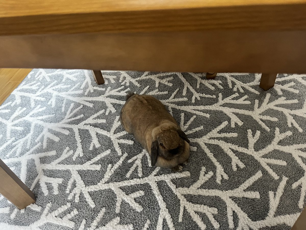 ふわふわにちっこしちゃうてんちゃん、こたつを片付けたリビング開放されました🎉