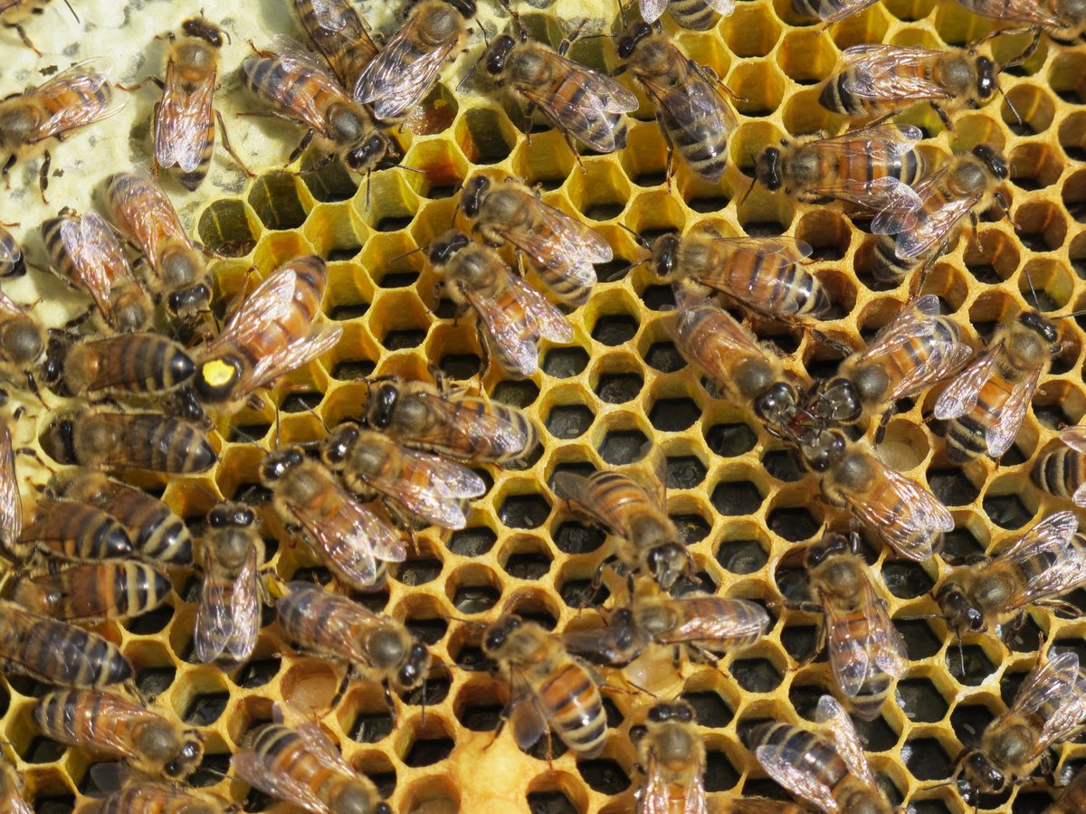 🐝 Vous repérez un essaim #abeilles ? Signalez-le !
👉 Grâce à SOS Essaim, des apiculteurs proches de chez vous peuvent intervenir gratuitement pour le récupérer et protéger la biodiversité.
🌍 Géolocalisation, action rapide, abeilles sauvées
sos-essaim.com
#biodiversité