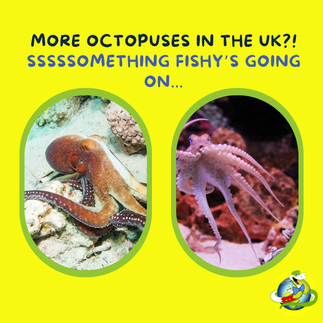 “Wait… was that an octopus in Devon?” Yep - and it’s not just cool, it’s climate change. Warmer seas = big ocean changes.
Stay curious. Look after our blue backyard 🌊💚 Jake x bbc.in/3ZtT82C 
#jakethesnake #octopuswatch #oceanchange #ecoeducation #climatechange