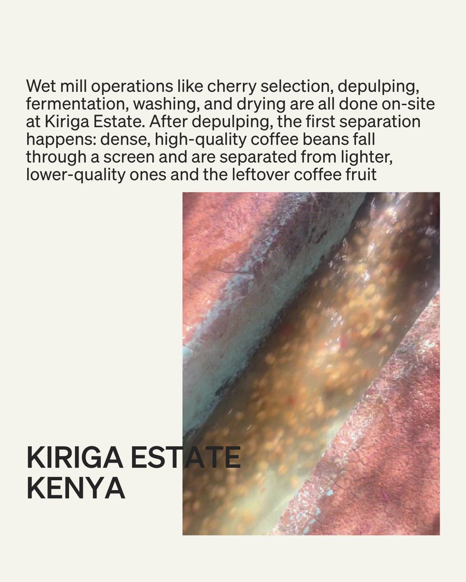 Back at origin: Kiriga Estate, Kenya 🇰🇪☕

Our Green Coffee Buyer, Roland, visits Dr. Brian Gakunga—producer of some of your favorite beans. A step in our commitment to sourcing with integrity, transparency &amp; respect.

Swipe to follow his journey! 🌍