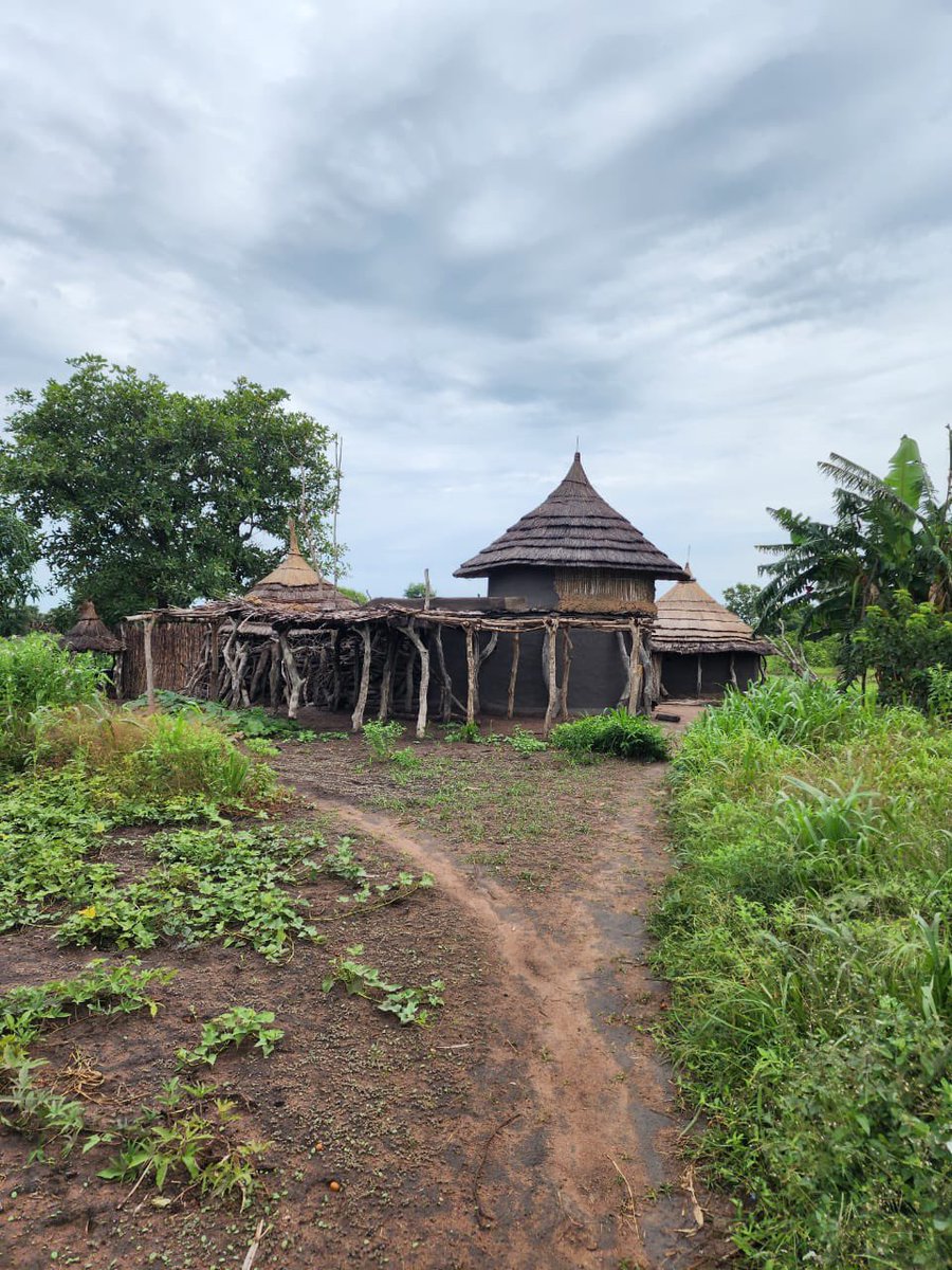 AdokGai's tweet image. While visiting relatives around Anuol payam, I slept in our traditional hut known as “Aduel”.
The Aduel is built entirely from local organic materials and this structure can last for years, requiring only the grass roof to be replaced every 2-3 years. Due to the high water…