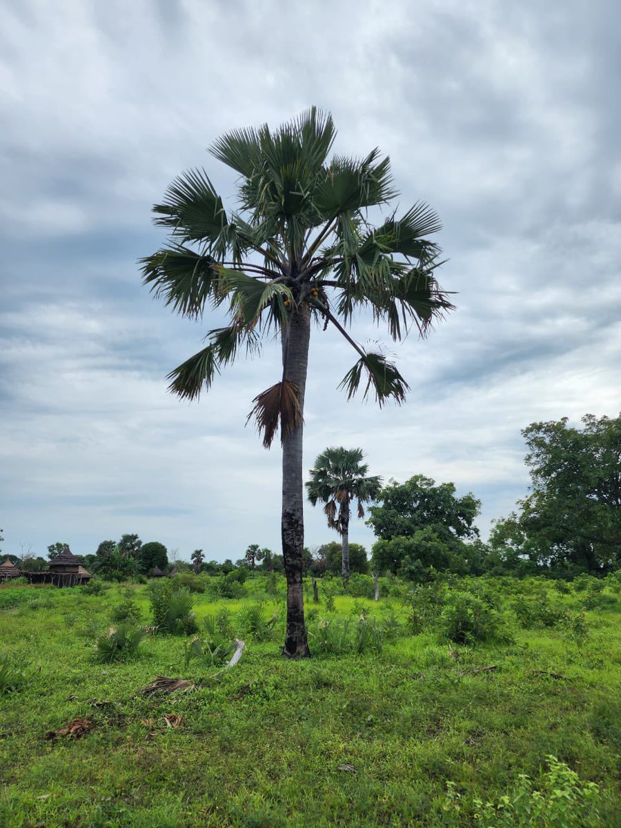 AdokGai's tweet image. While visiting relatives around Anuol payam, I slept in our traditional hut known as “Aduel”.
The Aduel is built entirely from local organic materials and this structure can last for years, requiring only the grass roof to be replaced every 2-3 years. Due to the high water…