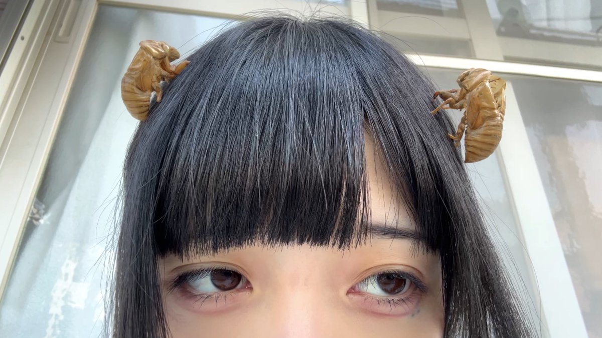 セミのぬけがらと一年過ごすという偉業。

この子たちと秋冬春超えてまた夏が来るの感慨深い、情が湧いてるまである(；；)