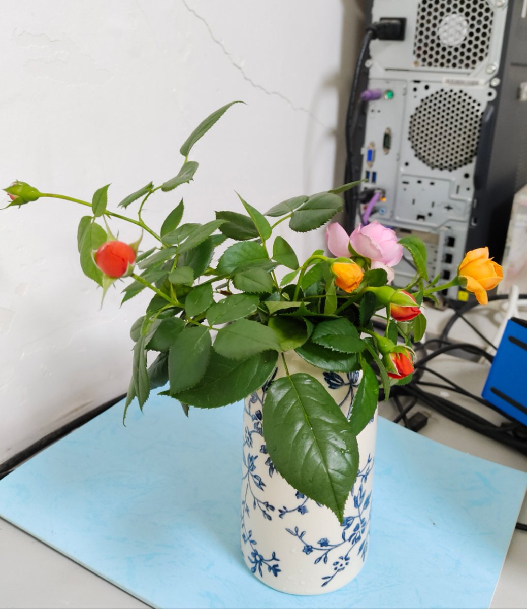 chensijing3's tweet photo. Every flower planted by hand is precious. The fragrance is charming and refreshing. https://t.co/gF9k2j5iHN