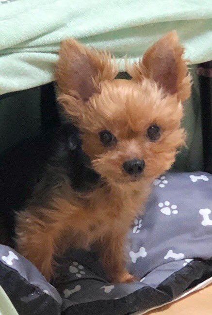 kudo_hisako's tweet photo. 3月にとても辛いことがありました。
精神的にもボロボロだった時に牡羊座新月LIVEに参加させていただき、加藤さんからお話していただいたことを書きました。

#加藤好洋 さん
#ペットロス

ブログを更新しました💫

『ワンコとのお別れ　ペットロスの乗り越え方』
https://t.co/MEIYKjEVWD https://t.co/WWf8LM26r9