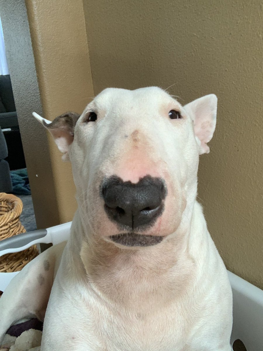 gravecIeric's tweet photo. best dog breed ever btw https://t.co/CJwky52dzm