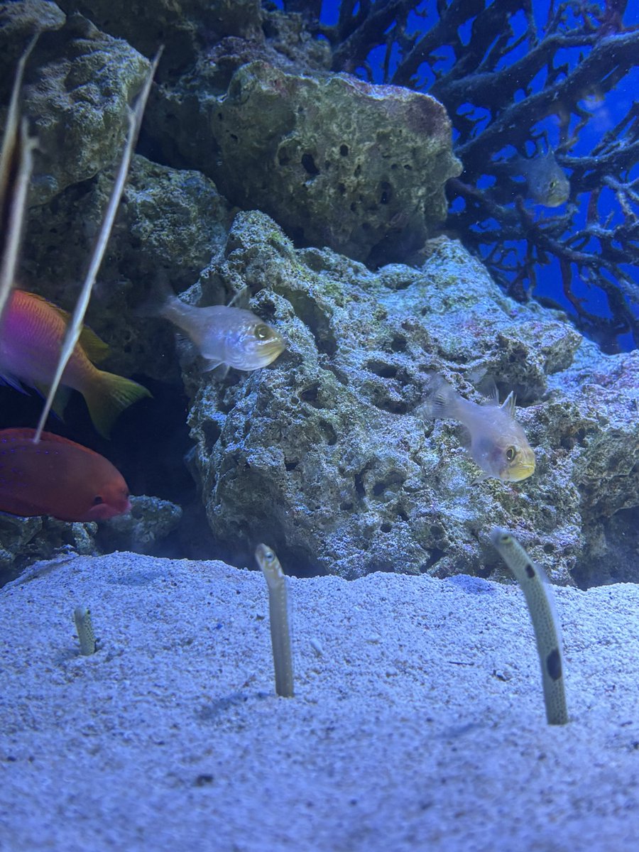 eels… eels… and more eels….!