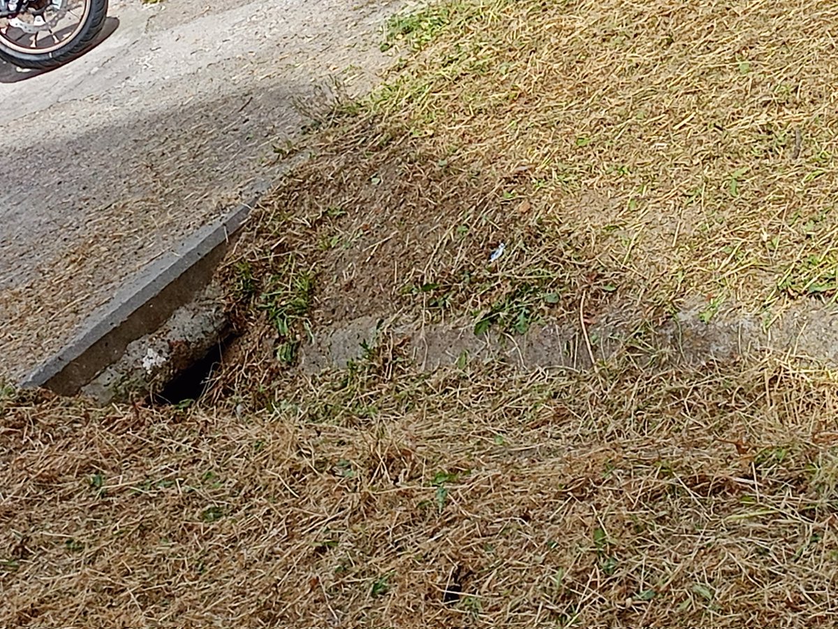 mardh297's tweet photo. @Lineamadrid Por aquí es por dónde campan a su aire. Salen y uelen ir por los bajos de los balcones hasta casi el final de la calle. Varios vecinos lo estamos viendo, https://t.co/zcxjq8kkOA