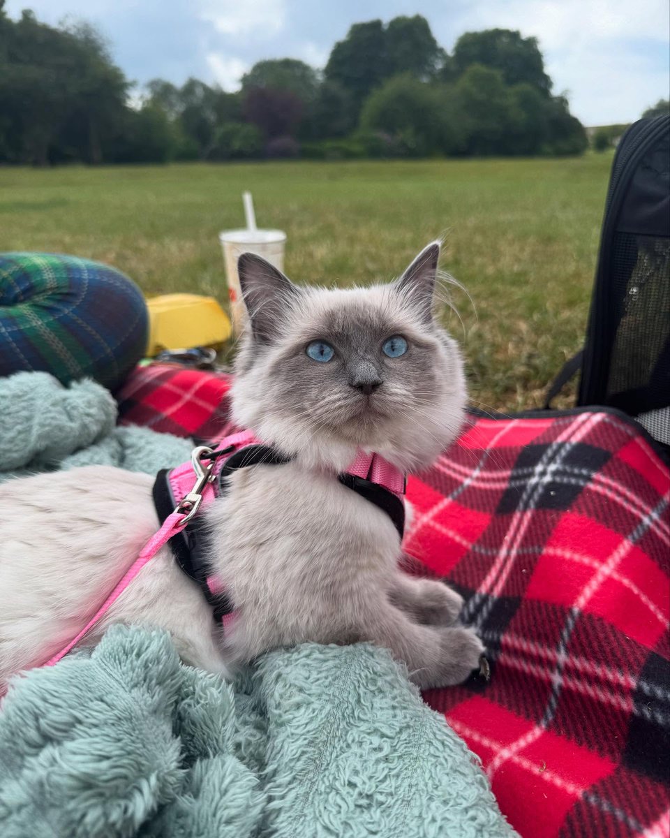 RabbitgooM's tweet photo. This is your sign to plan a picnic with your cat 💕🐱 #Rabbitgoo #Cat #siamesecat https://t.co/gCIqklDsHK