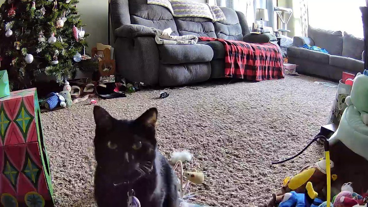 purrsleigh's tweet photo. Happy #ThrowbaThursday everyone. Itโs been awhile since weโve done one of these so we wanted to show off some of our favorite photos of our favorite house panther ๐โโฌ. #thursdaymorning #ThursdayThoughts #cats #CatsofTwittter https://t.co/G8Cxq9e8TY