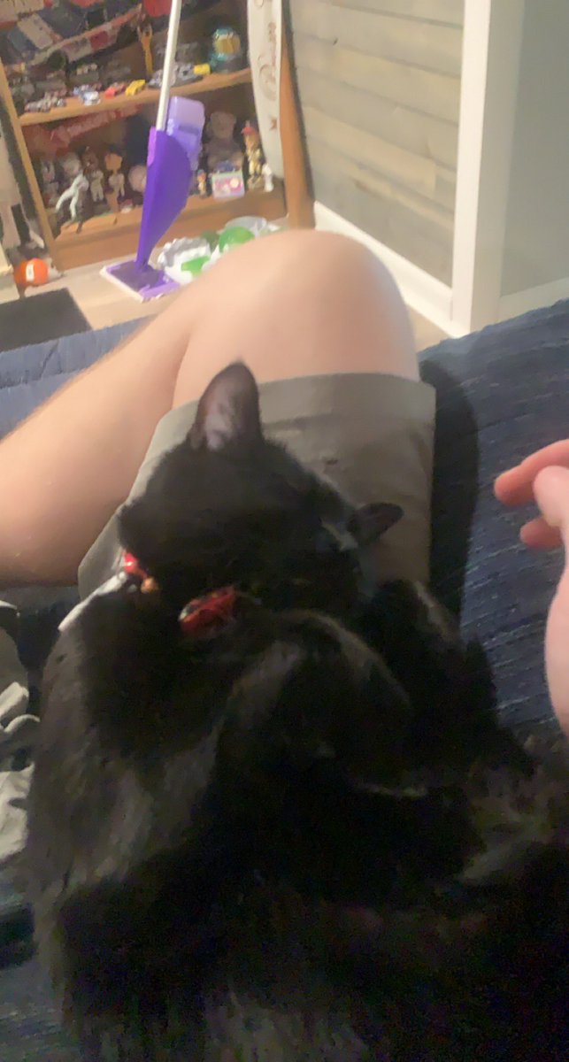 purrsleigh's tweet photo. Happy #ThrowbaThursday everyone. Itโs been awhile since weโve done one of these so we wanted to show off some of our favorite photos of our favorite house panther ๐โโฌ. #thursdaymorning #ThursdayThoughts #cats #CatsofTwittter https://t.co/G8Cxq9e8TY
