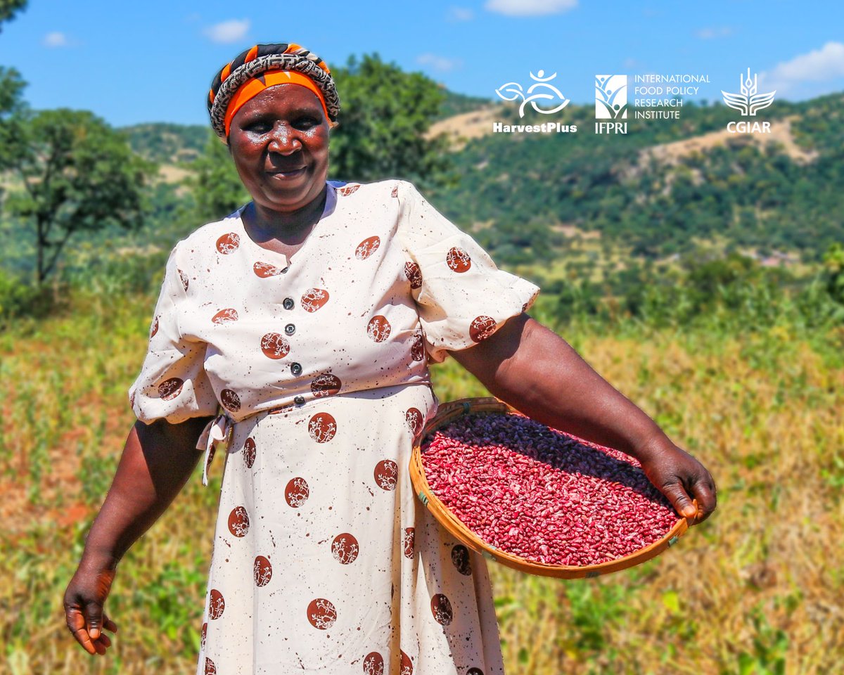 Want to keep your iron-rich NUA45 beans safe, nutritious &amp; ready for market? 🫘💰
Proper post-harvest handling is key!✅ Dry till pods crack✅ Remove damaged grains✅ Store in hermetic bags/silos✅ Keep cool, dry &amp; off the ground
Clean beans = more value! 🙂💯