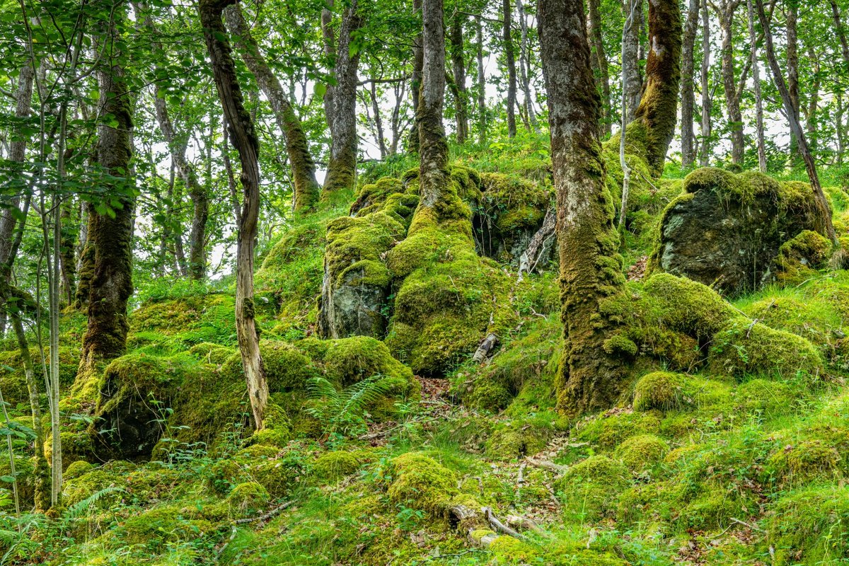 treesforlifeuk's tweet image. #ScotlandsRainforest is a wonderful and unique habitat. 🌿💦 Found along the west coast, some of these woodlands are over 8,000 years old and home to many rare plants, fungi, and animals.
To mark #WorldRainforestDay, the @ASRainforest has released a new progress report👉…