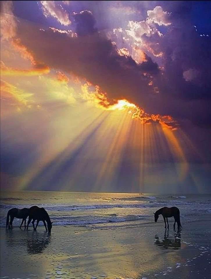 Pavlo 🏝️🐬 (@pavlo_ua) on Twitter photo 