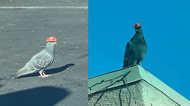 ianpetras's tweet photo. hundreds of las vegas pigeons had a hat glued to their heads. nobody knows who did it. what a madlad 🤣 https://t.co/q4QLBU3cfO