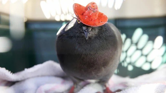 ianpetras's tweet photo. hundreds of las vegas pigeons had a hat glued to their heads. nobody knows who did it. what a madlad 🤣 https://t.co/q4QLBU3cfO